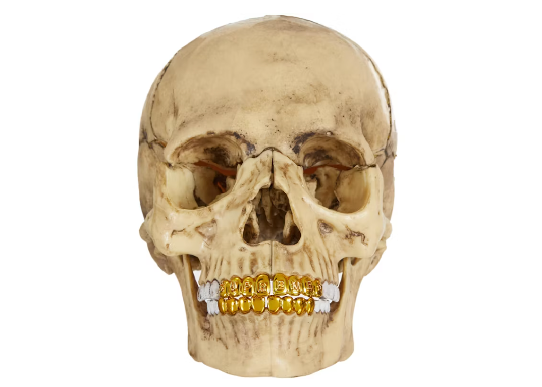 Supreme 4D Model Human Skull Natural