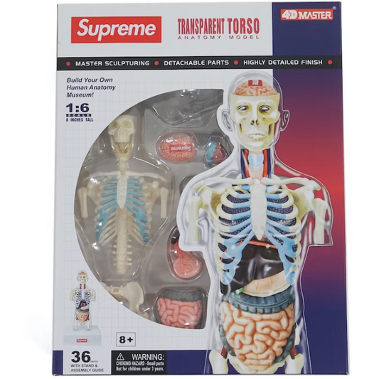 Supreme Male Anatomy Model Clear