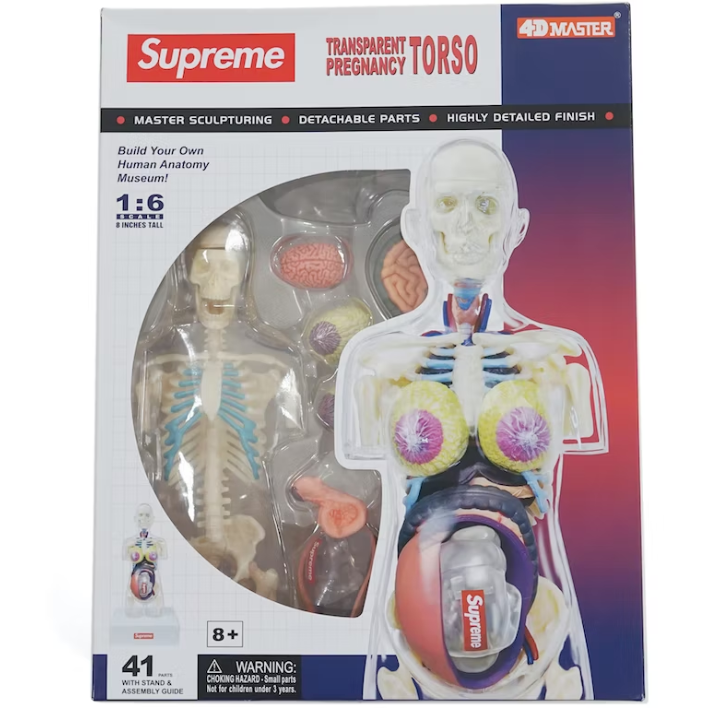 Supreme Female Anatomy Model Clear